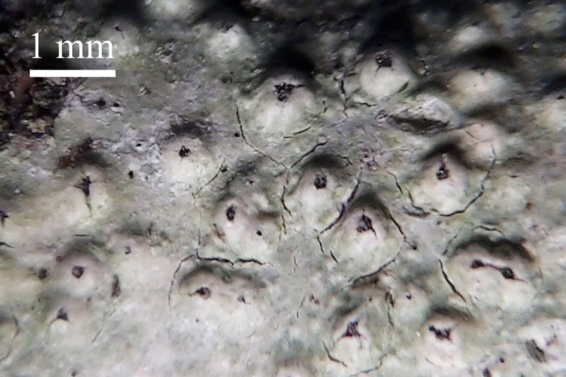 Pore Lichen photo 6