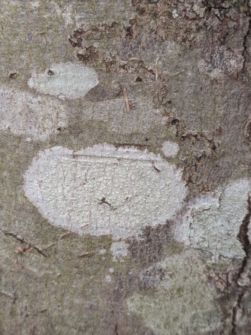 Pore Lichen photo 7