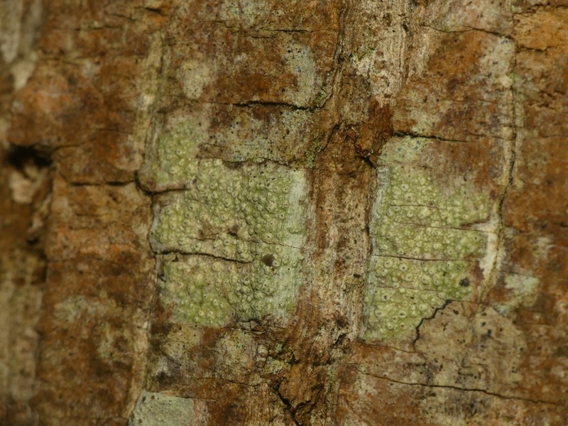 Pore Lichen photo 8