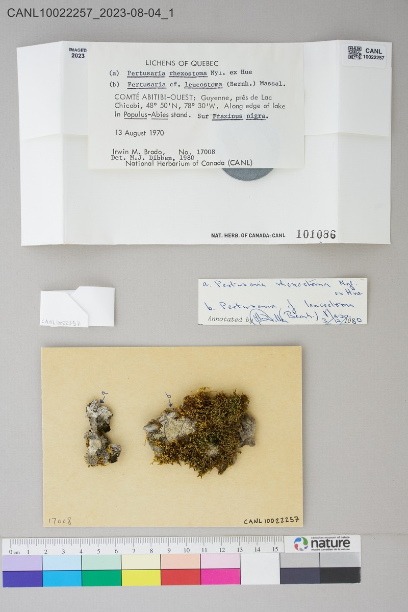Pore Lichen photo 2