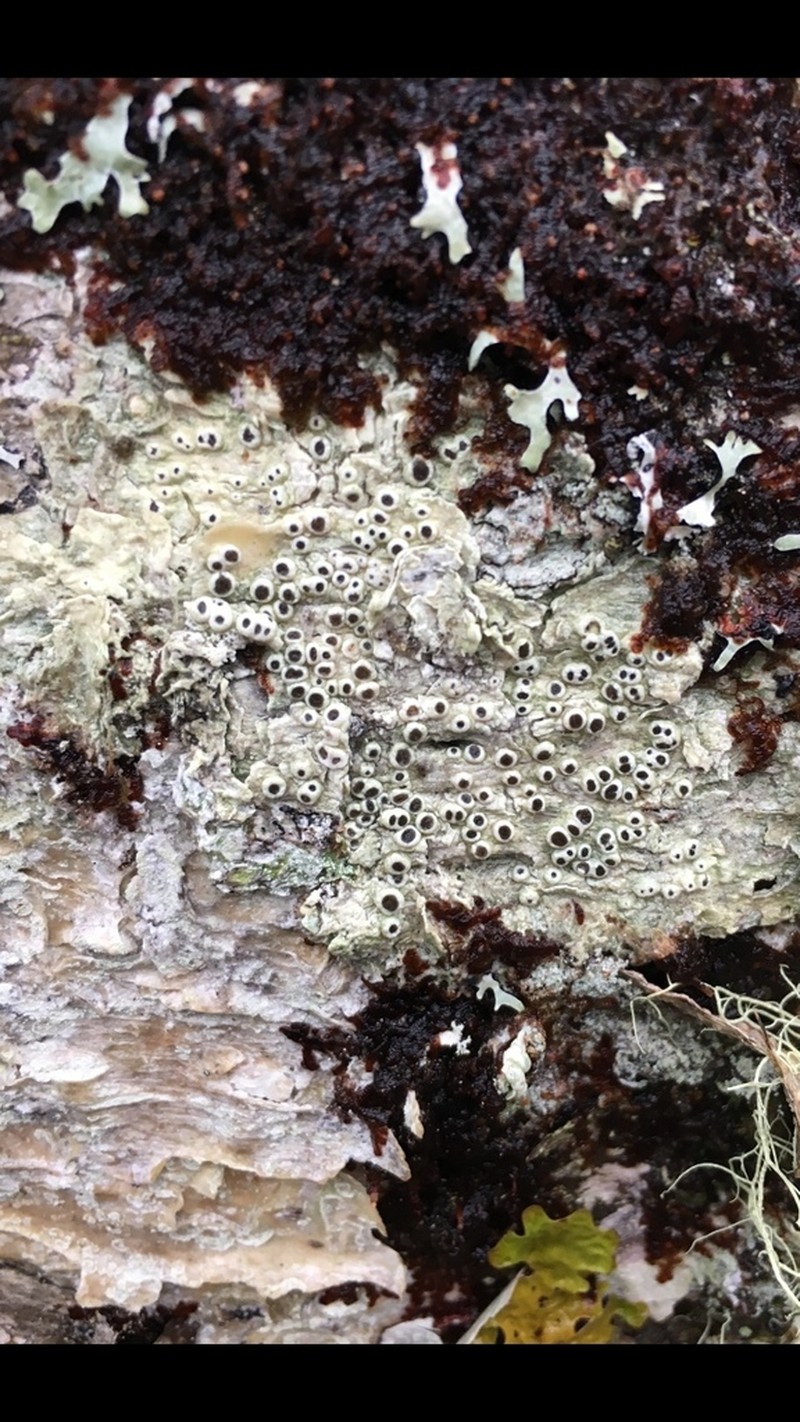 Pore Lichen