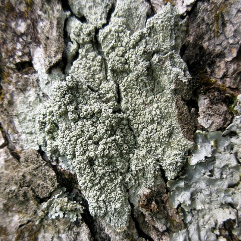 Pore Lichen photo 2