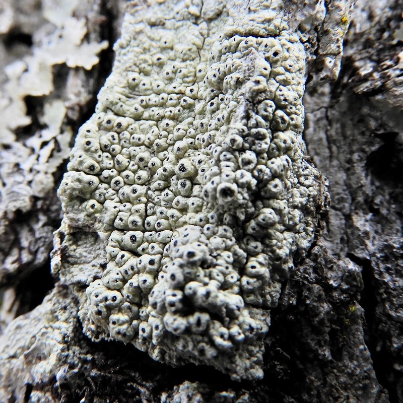Pore Lichen photo 3