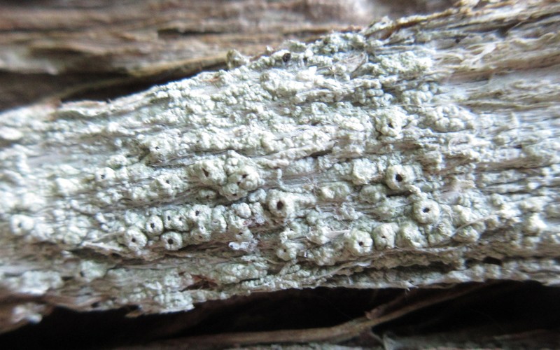 Pore Lichen photo 4