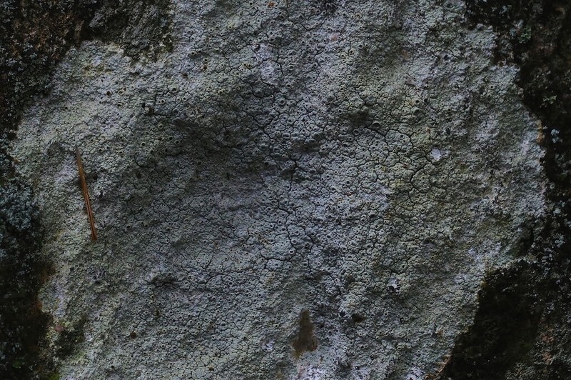 Pore Lichen photo 5