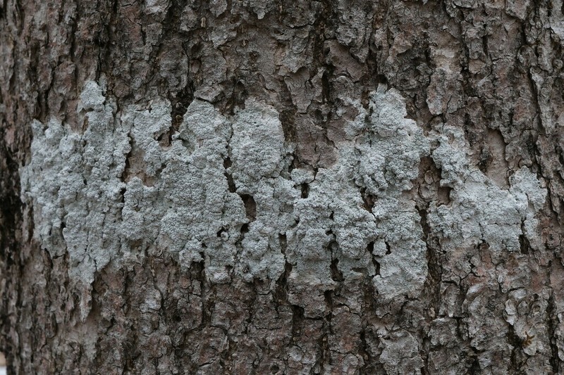 Pore Lichen photo 6