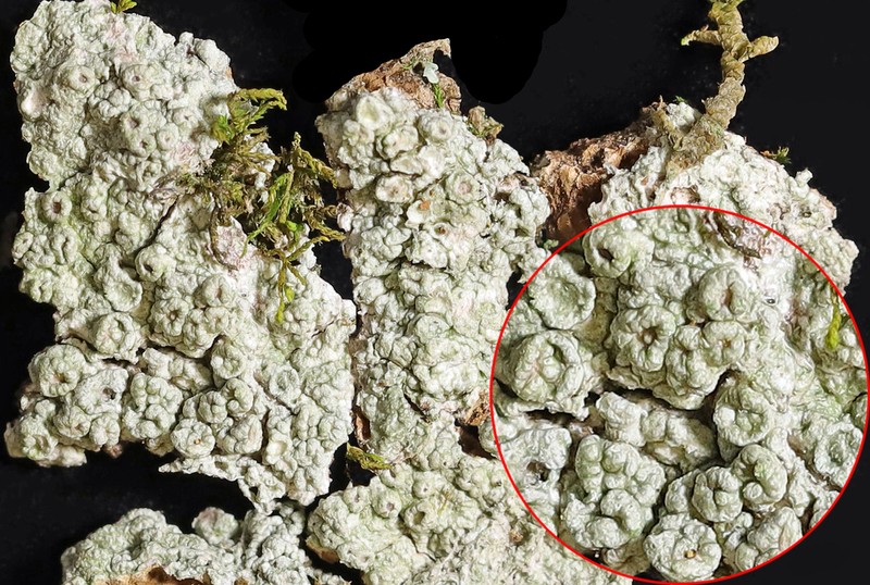 Pore Lichen photo 7