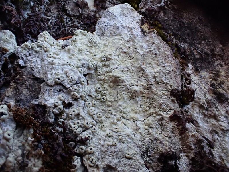 Pore Lichen photo 8