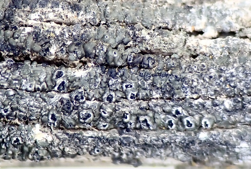 Pore Lichen