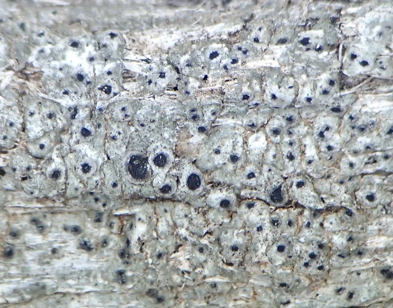 Pore Lichen photo 2