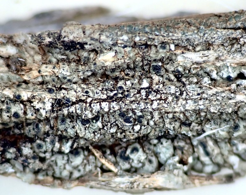 Pore Lichen photo 3