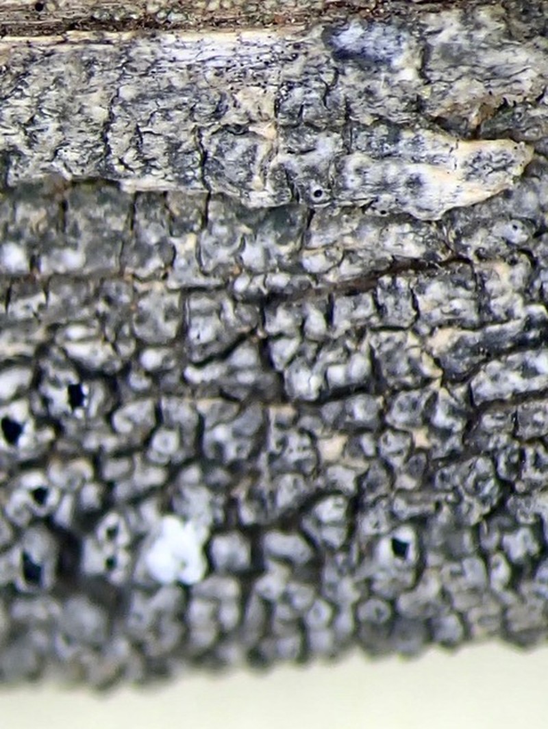 Pore Lichen photo 4