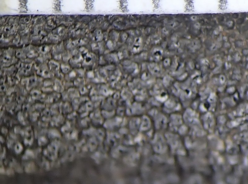 Pore Lichen photo 5