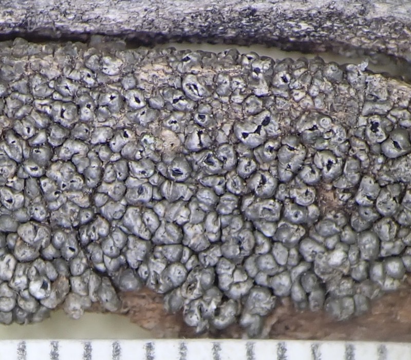 Pore Lichen photo 6