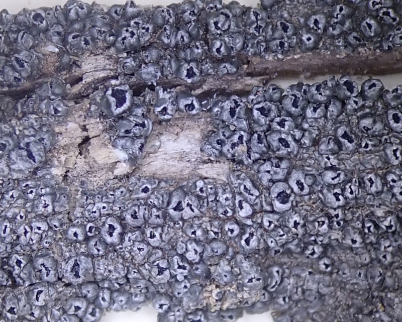 Pore Lichen photo 7