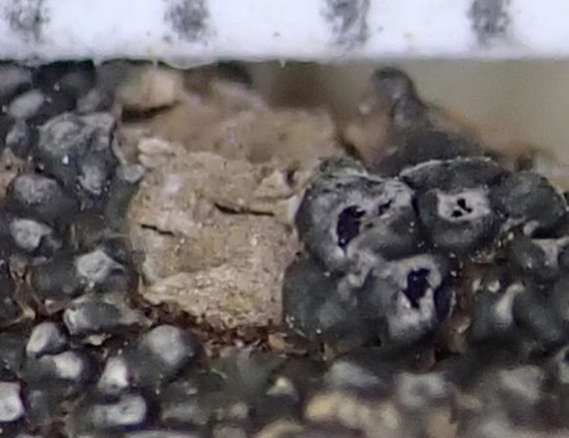 Pore Lichen photo 8