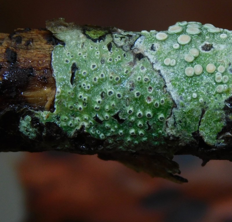 Mexican Pore Lichen