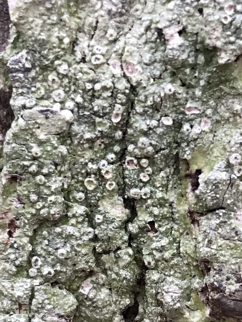 Mexican Pore Lichen photo 2
