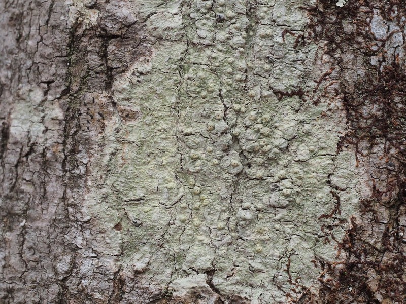 Mexican Pore Lichen photo 3