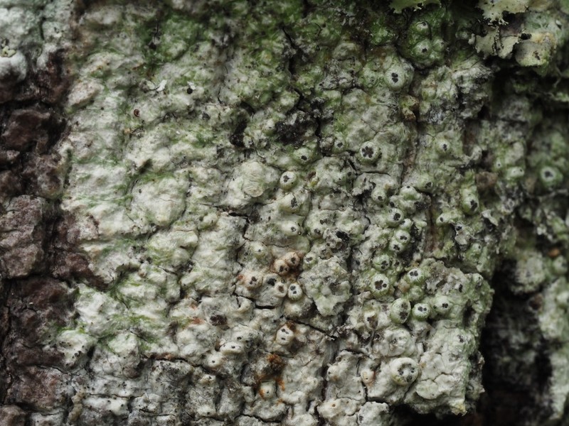 Mexican Pore Lichen photo 4