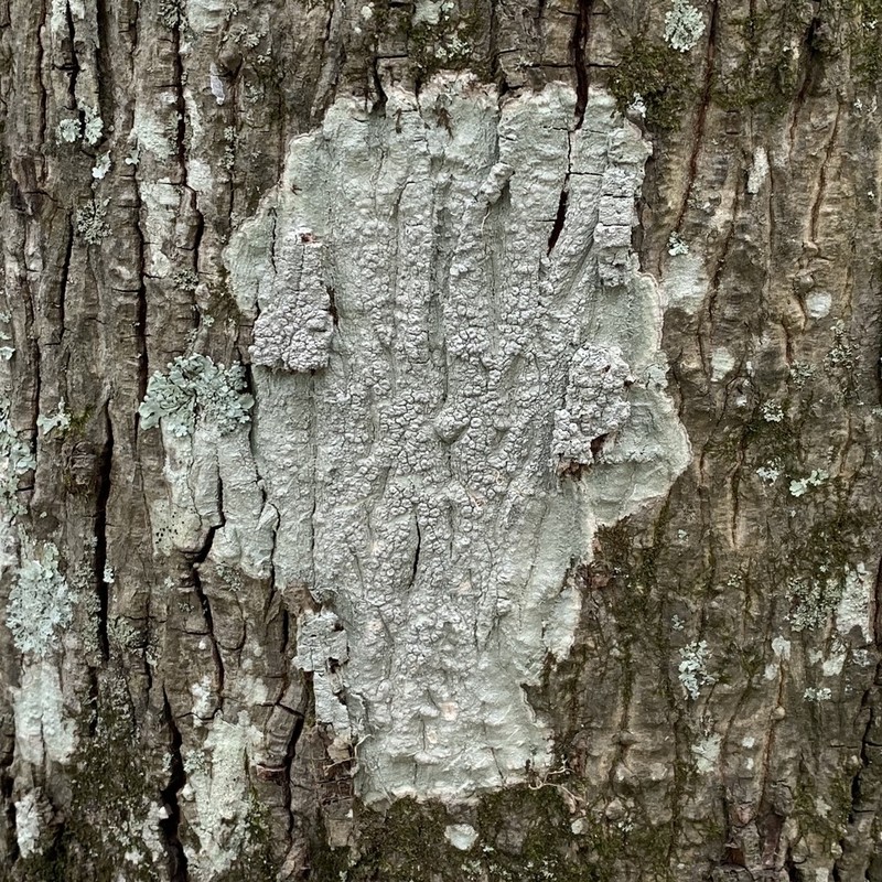 Mexican Pore Lichen photo 5