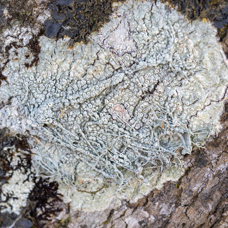 Mexican Pore Lichen photo 6