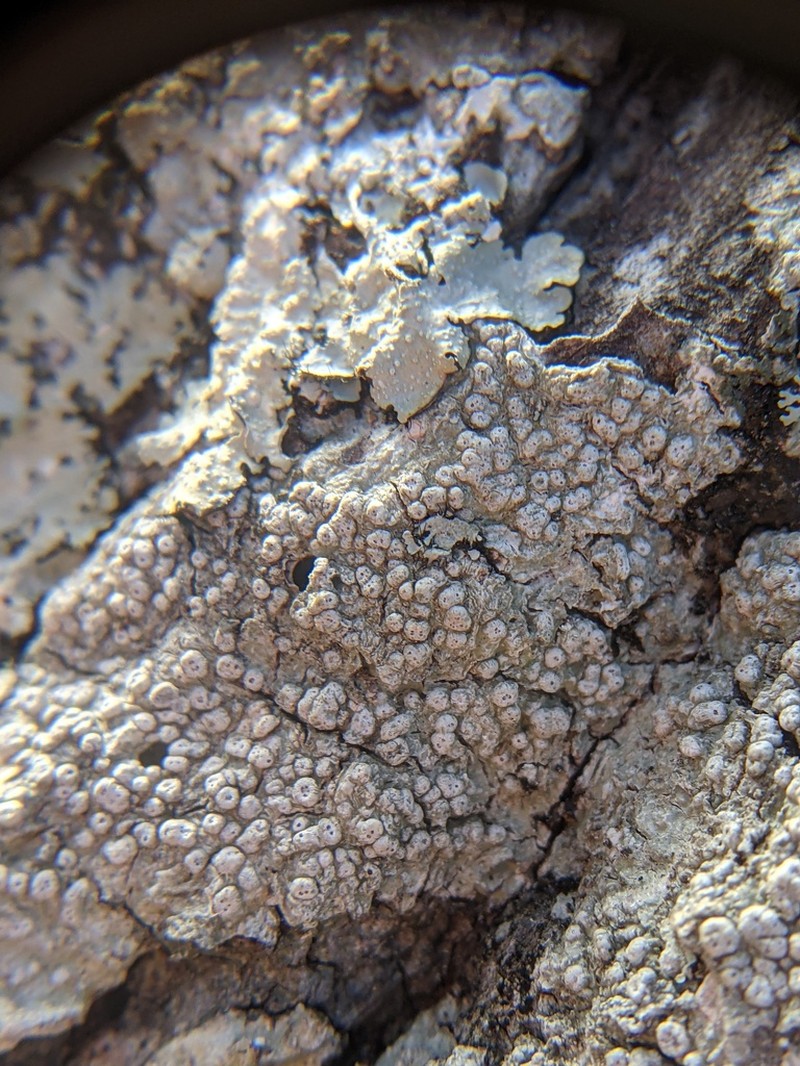 Mexican Pore Lichen photo 7