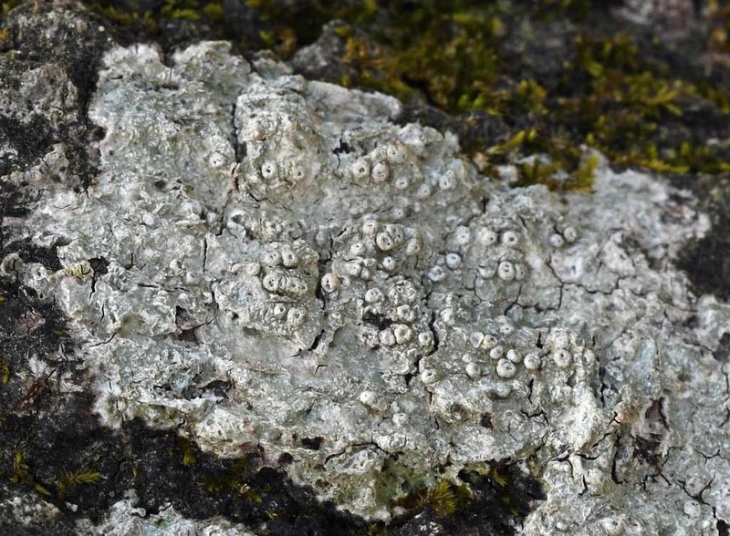 Mexican Pore Lichen photo 8