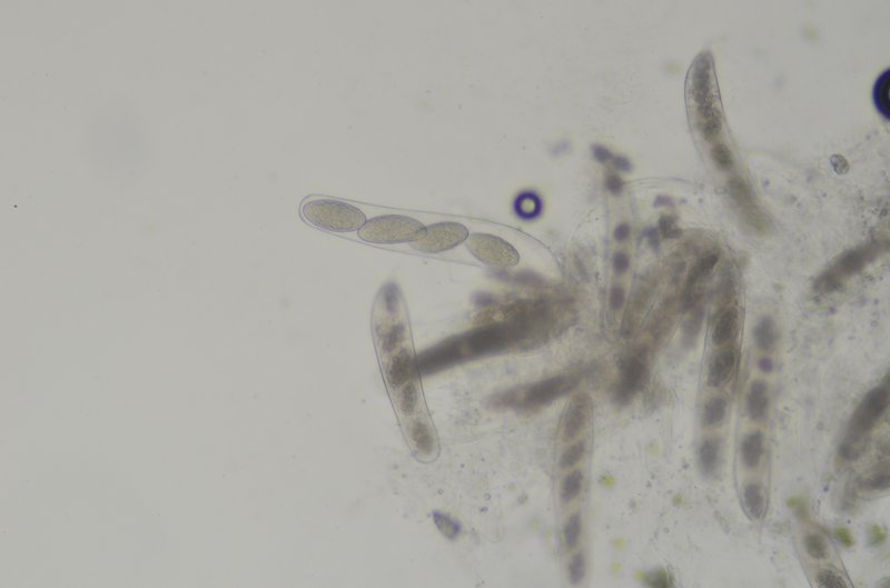 Sommerfelt'S Pore Lichen