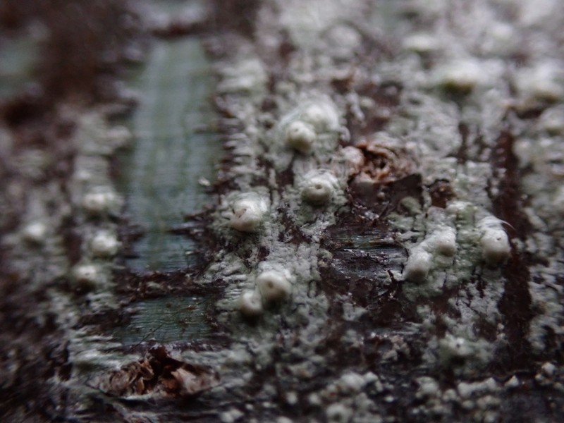 Sommerfelt'S Pore Lichen