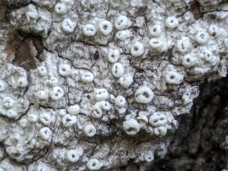 Sommerfelt'S Pore Lichen photo 2