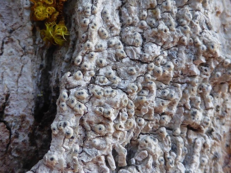 Sommerfelt'S Pore Lichen photo 3