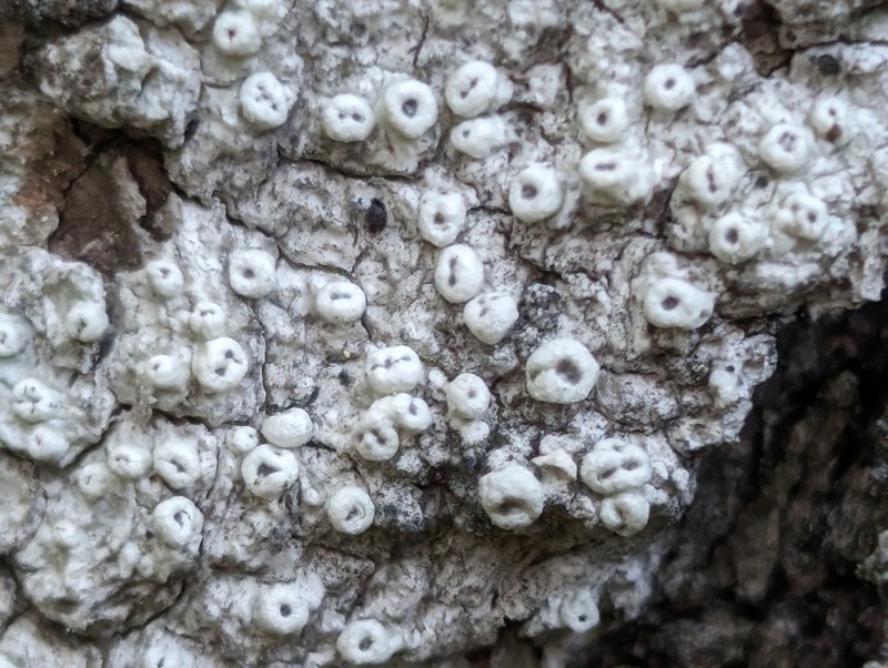 Sommerfelt'S Pore Lichen photo 4