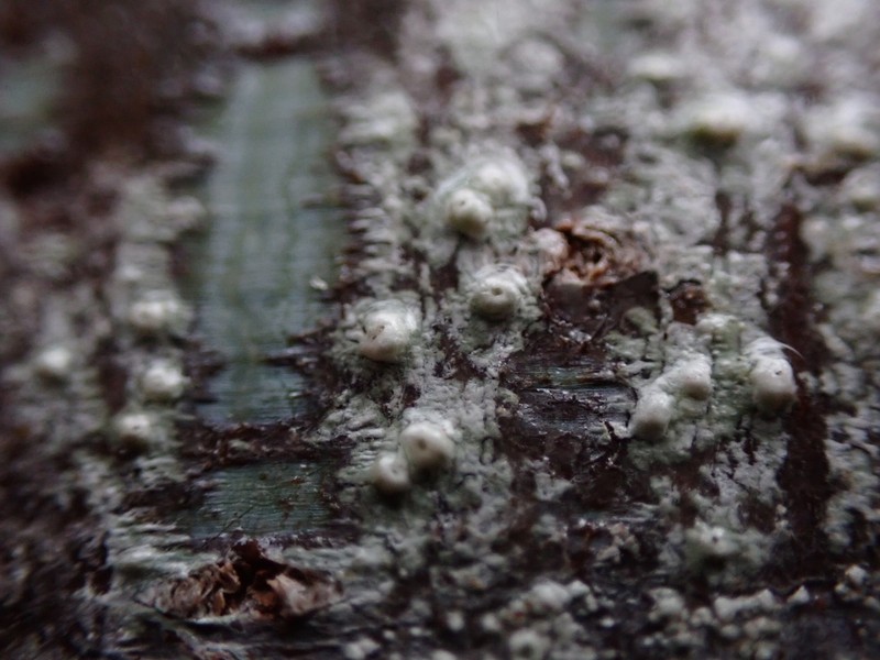Sommerfelt'S Pore Lichen photo 5