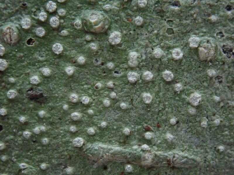 Pore Lichen