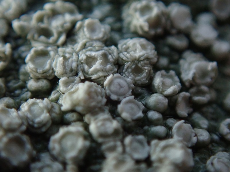 Pore Lichen