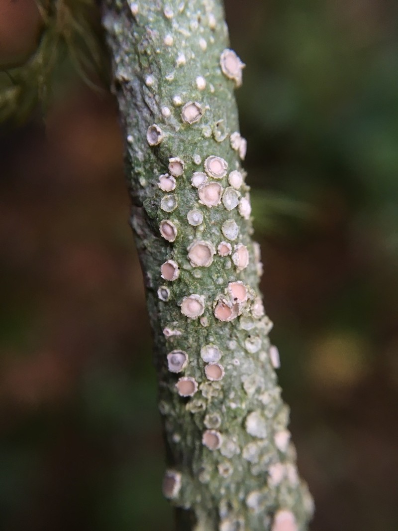 Pore Lichen photo 2