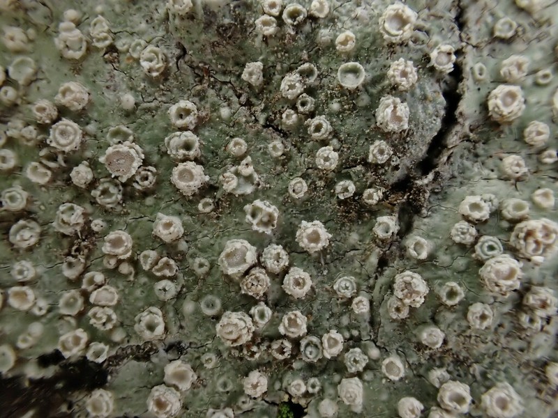 Pore Lichen photo 3