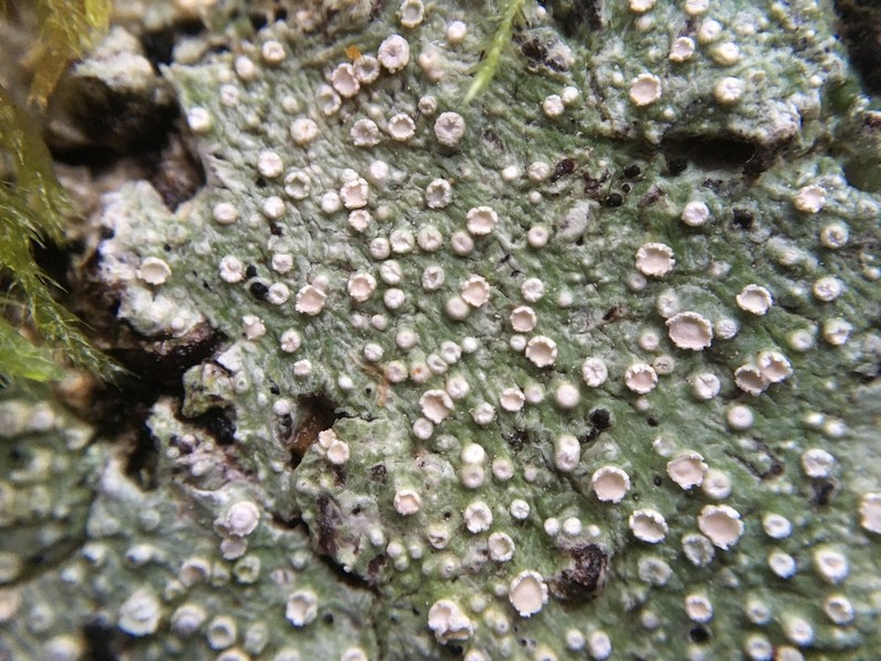 Pore Lichen photo 4