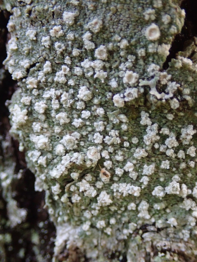 Pore Lichen photo 5