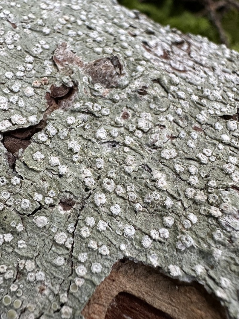 Pore Lichen photo 6