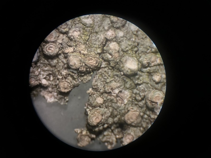 Pore Lichen photo 7