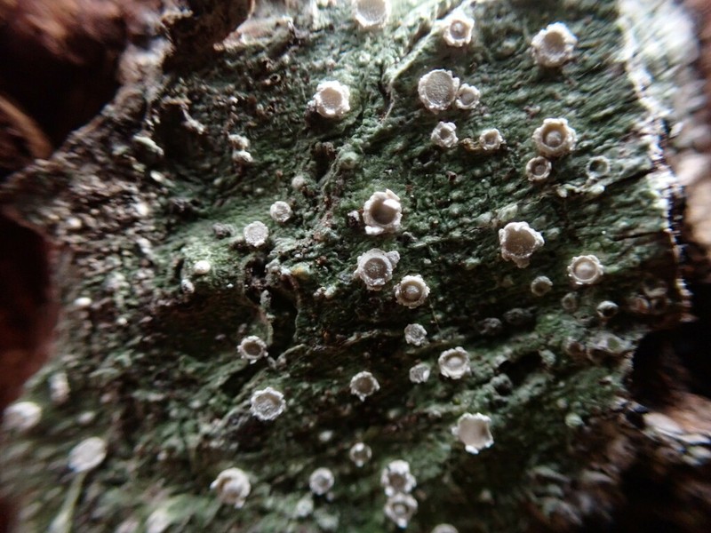 Pore Lichen photo 8
