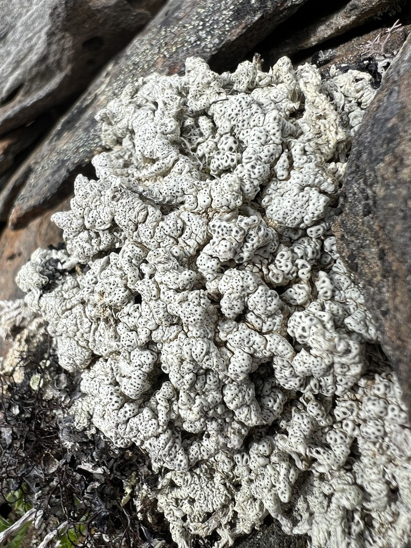 Pore Lichen
