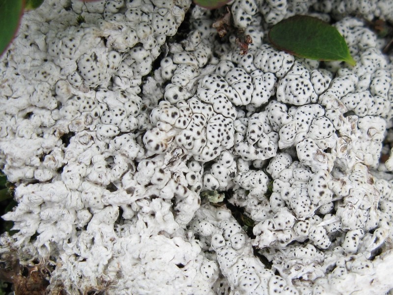 Pore Lichen photo 2