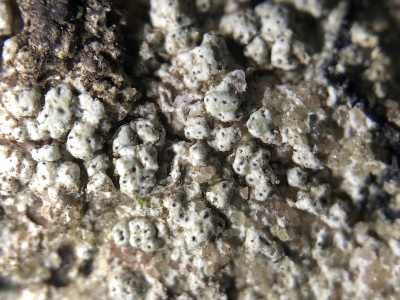 Pore Lichen photo 3