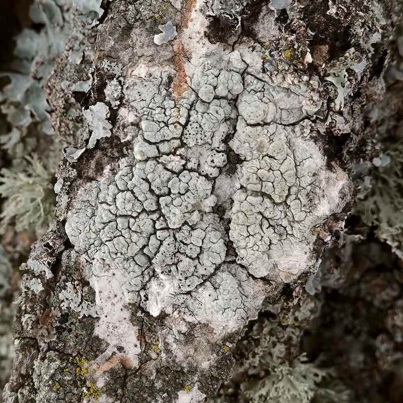 Pore Lichen photo 4