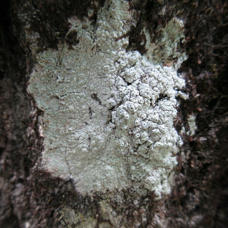 Pore Lichen photo 5