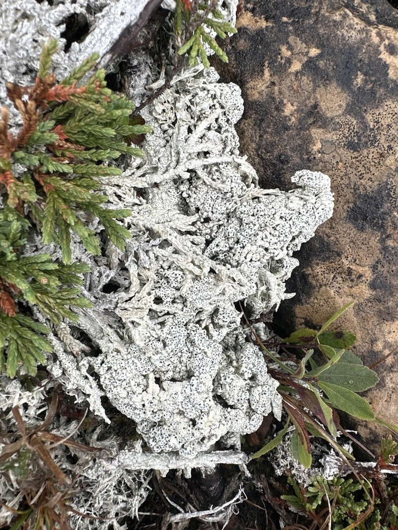 Pore Lichen photo 6