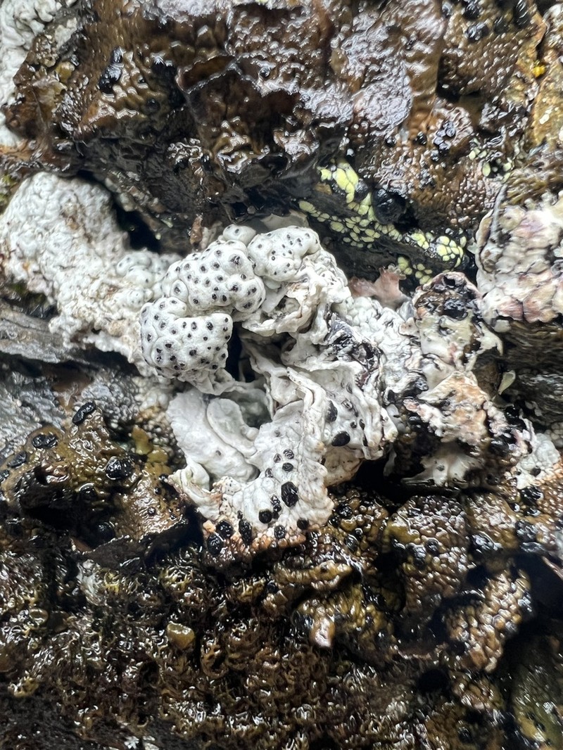 Pore Lichen photo 7